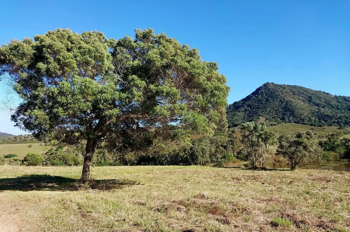 Arbre gaïac (Acacia spirorbis) dans la brousse de la côte ouest de la Nouvelle-Calédonie, près de la Distillerie Rolland à Moindou