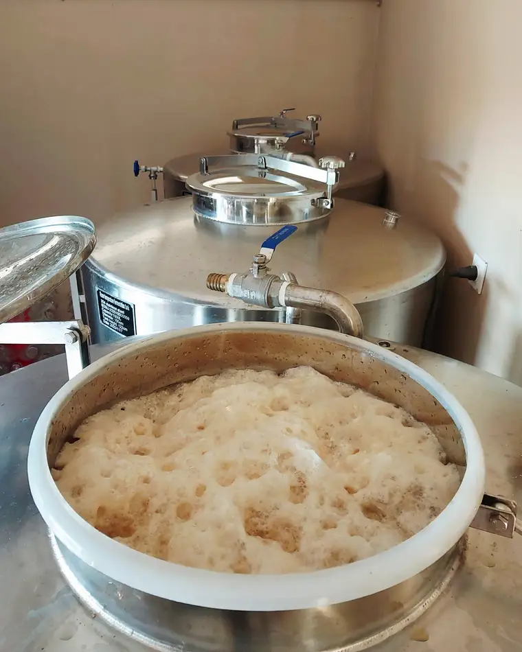 Fermentation de la mélasse en pleine effervescence dans les cuves inox de la Distillerie Rolland à Moindou