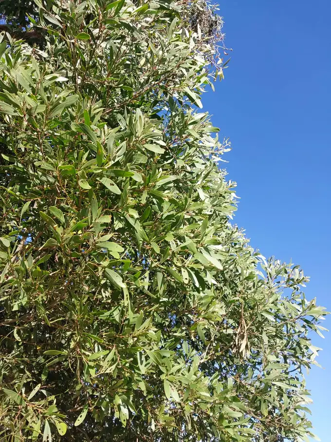 Feuillage d'un gaïac (Acacia spirorbis) sous le ciel bleu de Nouvelle-Calédonie