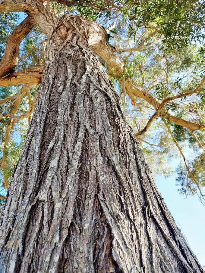 Tronc et écorce d'un gaïac (Acacia spirorbis), le bois dense torréfié pour le rhum brun de la Distillerie Rolland